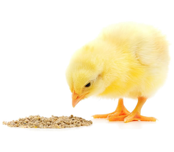 Poultry Feed