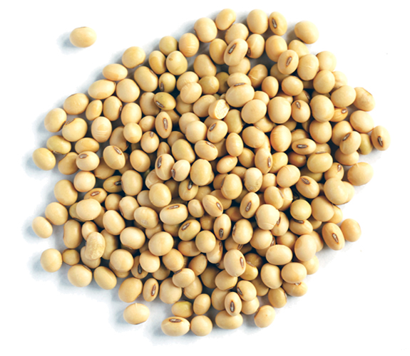 Soya Beans